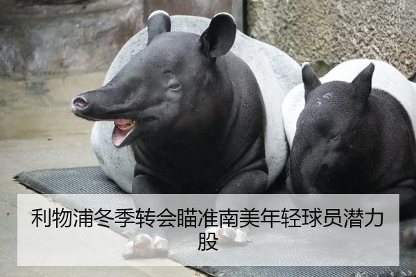 利物浦冬季转会瞄准南美年轻球员潜力股